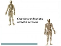 Строение и функции скелета человека