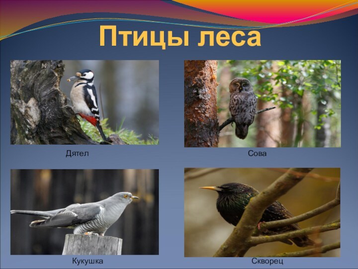 Птицы леса Дятел СоваКукушкаСкворец