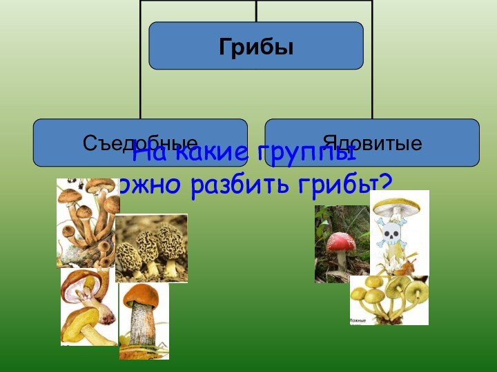 На какие группы  можно разбить грибы?
