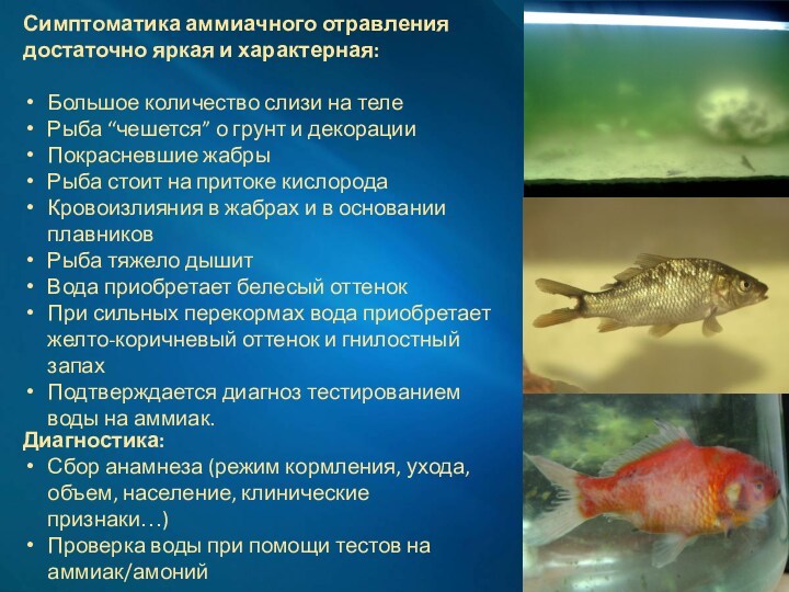 Симптоматика аммиачного отравления достаточно яркая и характерная:  Большое количество слизи на теле Рыба “чешется”