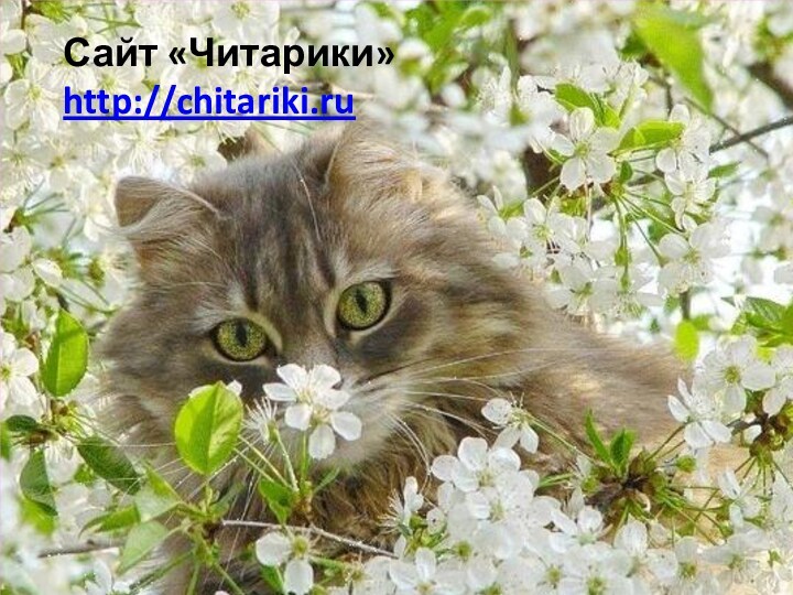 Сайт «Читарики»   http://chitariki.ru