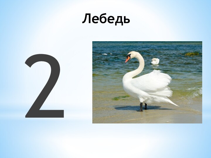 Лебедь  2