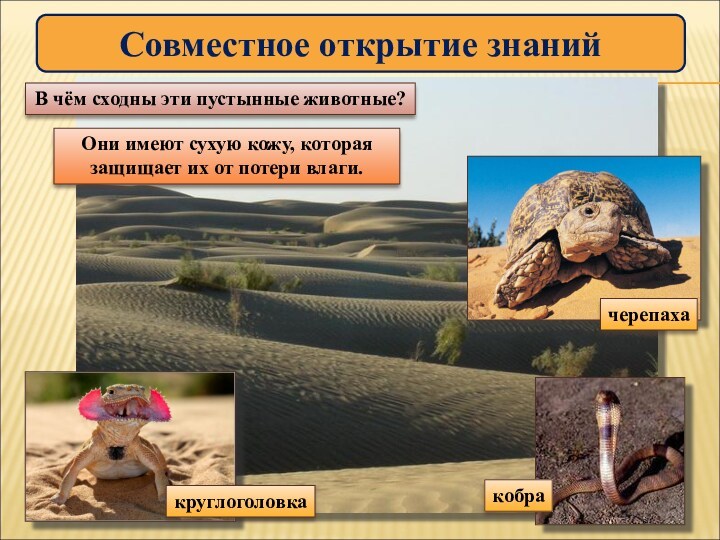 Совместное открытие знаний кобра черепаха круглоголовка В чём сходны эти пустынные животные? Они имеют сухую