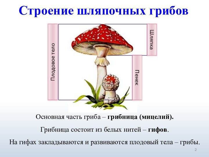 Строение шляпочных грибовОсновная часть гриба – грибница (мицелий).Грибница состоит из белых нитей – гифов.На гифах