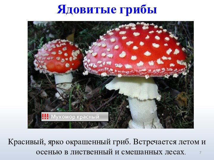 Ядовитые грибы!!!Красивый, ярко окрашенный гриб. Встречается летом и осенью в лиственный и смешанных лесах.
