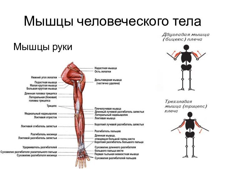 Мышцы человеческого тела Мышцы руки