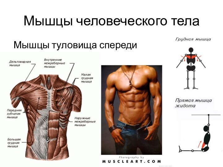 Мышцы человеческого тела Мышцы туловища спереди