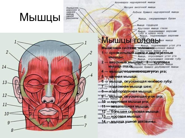 Мышцы человеческого тела Мышцы головы Мышцы головы Мышечная система человека:  1 — сухожильный шлем