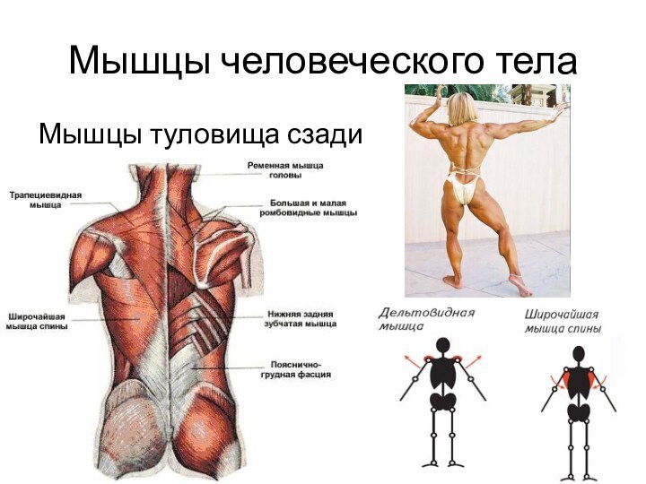 Мышцы человеческого телаМышцы туловища сзади