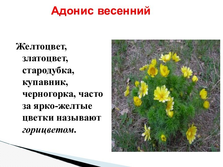 Желтоцвет, златоцвет, стародубка, купавник, черногорка, часто за ярко-желтые цветки называют горицветом.    Адонис