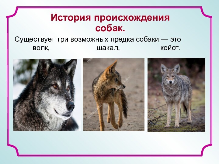 Существует три возможных предка собаки — это      волк,