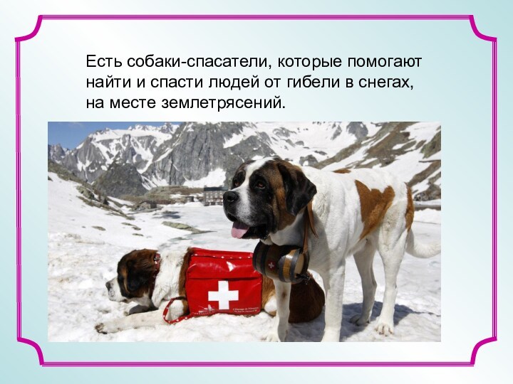 Есть собаки-спасатели, которые помогают найти и спасти людей от гибели в снегах, на месте землетрясений.