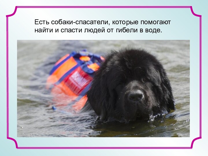 Есть собаки-спасатели, которые помогают найти и спасти людей от гибели в воде.