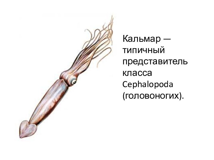 Кальмар — типичный представитель класса Cephalopoda (головоногих). 
