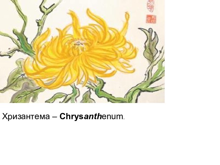 Хризантема – Chrysanthenum. 