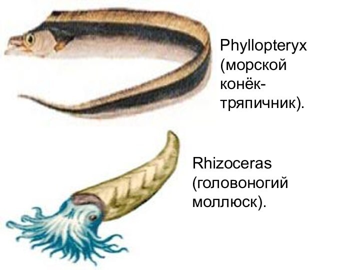 Phyllopteryx (морской конёк-тряпичник).  Rhizoceras (головоногий моллюск). 
