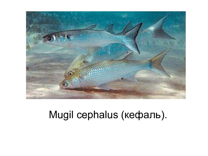 Mugil cephalus (кефаль). 