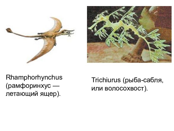 Rhamphorhynchus (рамфоринхус — летающий ящер).  Trichiurus (рыба-сабля,  или волосохвост). 