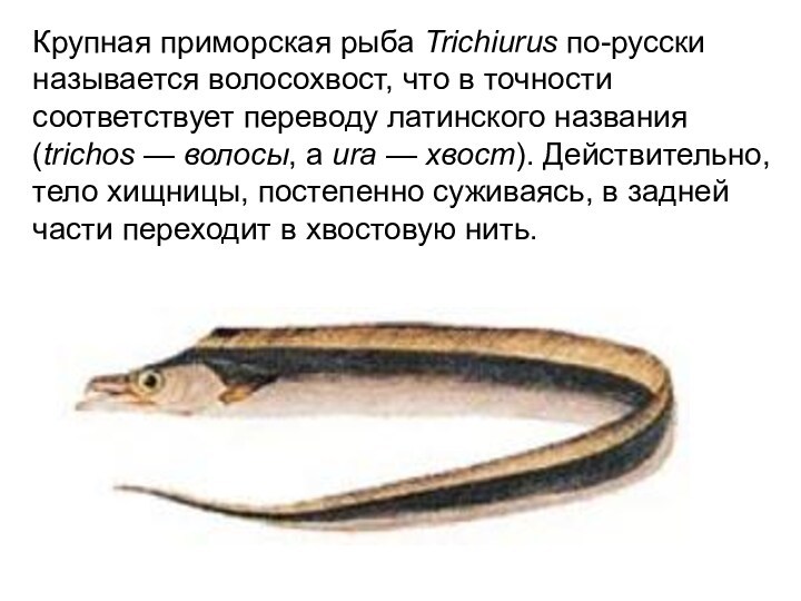 Крупная приморская рыба Trichiurus по-русски называется волосохвост, что в точности соответствует переводу латинского названия (trichos — волосы,