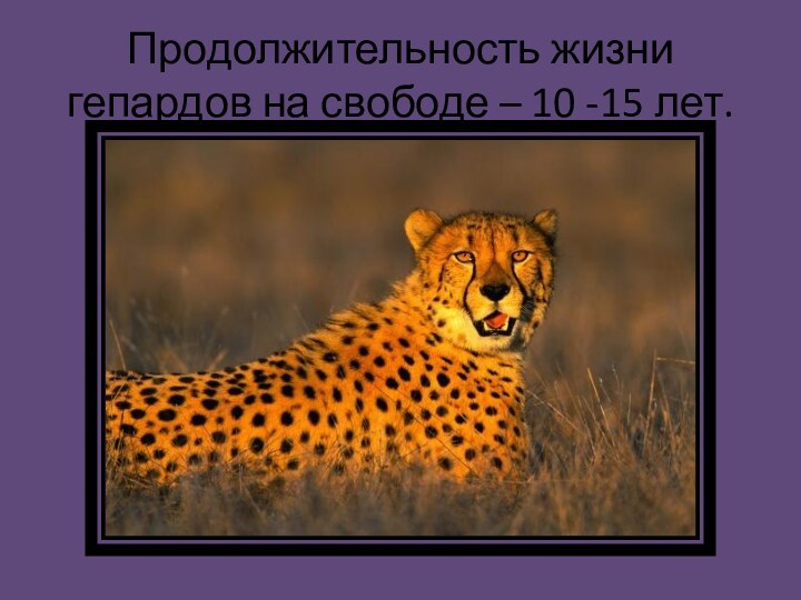 Продолжительность жизни гепардов на свободе – 10 -15 лет.