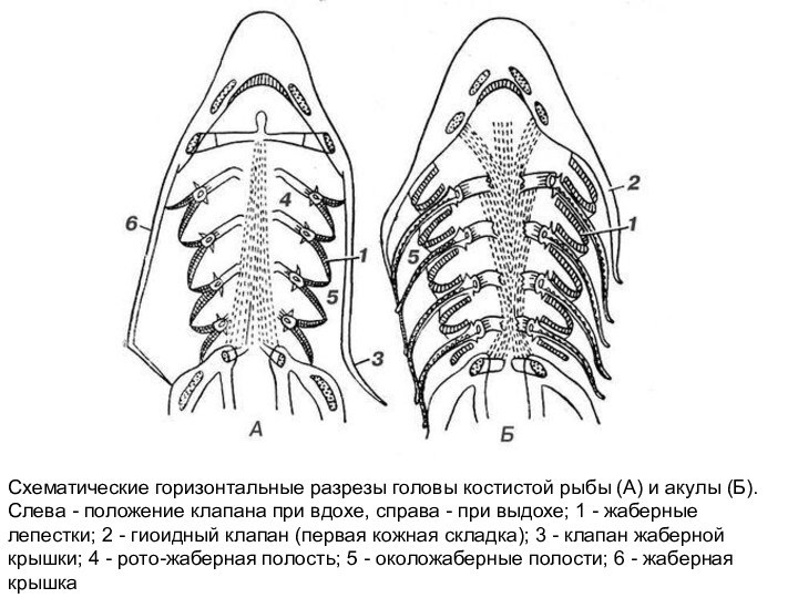 Схематические горизонтальные разрезы головы костистой рыбы (А) и акулы (Б). Слева - положение клапана при