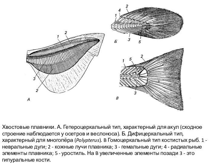 Хвостовые плавники. А. Гетероцеркальный тип, характерный для акул (сходное строение наблюдается у осетров и веслоноса).