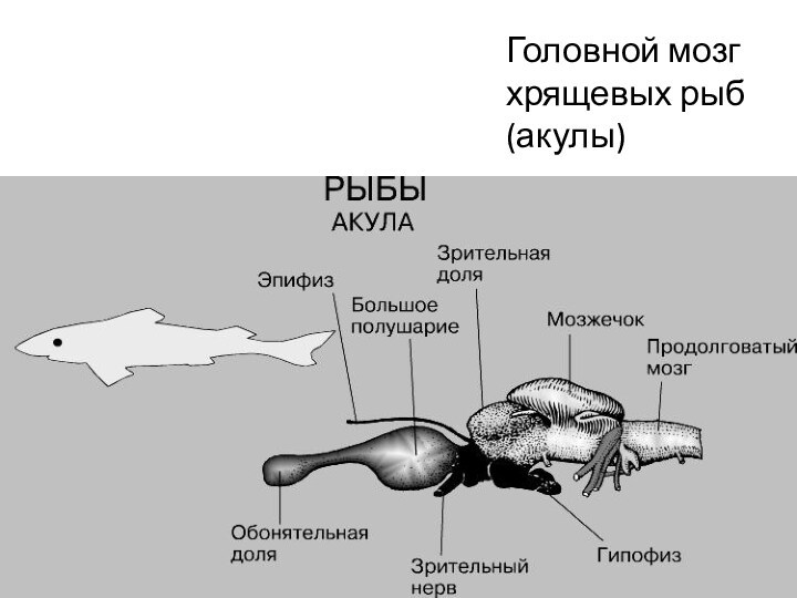 Головной мозг хрящевых рыб (акулы)