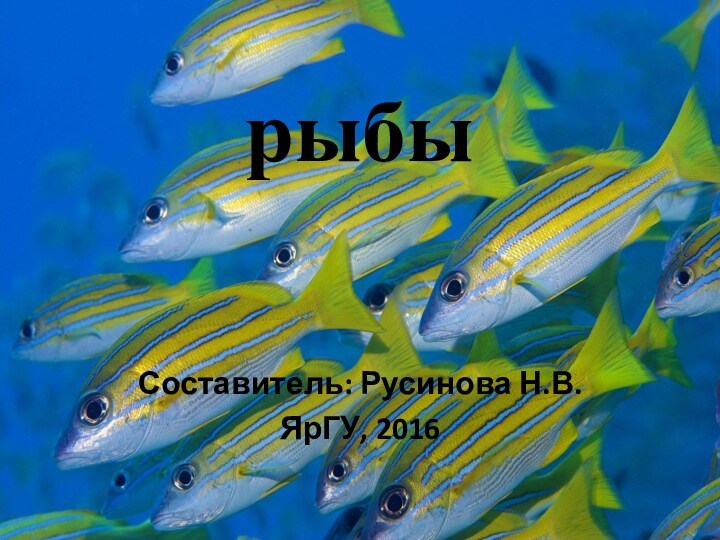 рыбыСоставитель: Русинова Н.В.ЯрГУ, 2016