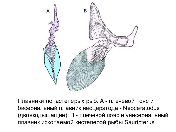 Плавники лопастеперых рыб. A - плечевой пояс и бисериальный плавник неоцератода - Neoceratodus (двоякодышащие); B