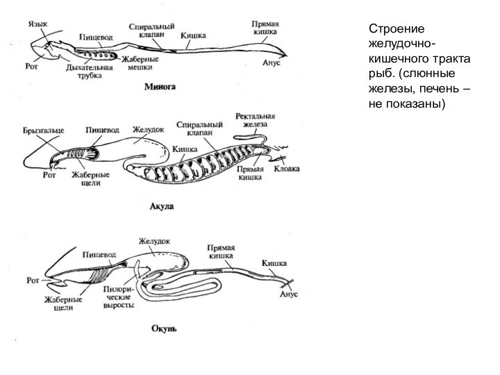 Строение желудочно-кишечного тракта рыб. (слюнные железы, печень – не показаны)