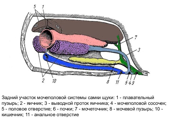 Задний участок мочеполовой системы самки щуки: 1 - плавательный пузырь; 2 - яичник; 3 -