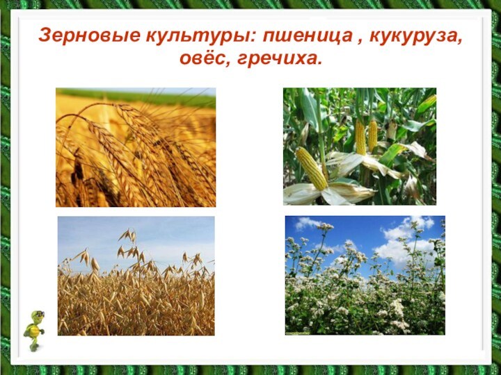 Зерновые культуры: пшеница , кукуруза, овёс, гречиха.