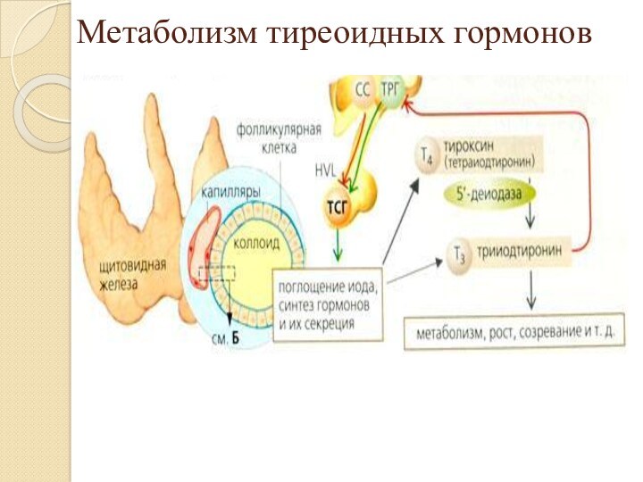 Метаболизм тиреоидных гормонов