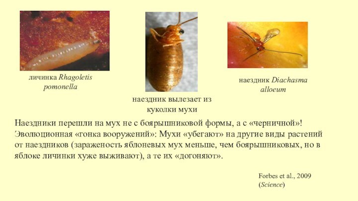 личинка Rhagoletis pomonellaнаездник Diachasma alloeum наездник вылезает из куколки мухиНаездники перешли на мух не с