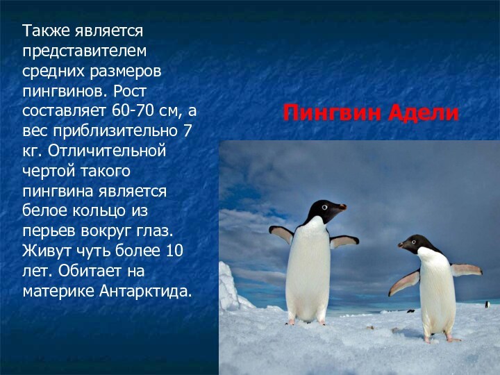 Также является представителем средних размеров пингвинов. Рост составляет 60-70 см, а вес приблизительно 7 кг.