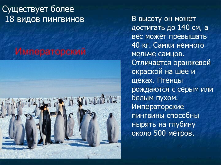 Существует более 18 видов пингвиновИмператорскийВ высоту он может достигать до 140 см, а вес может