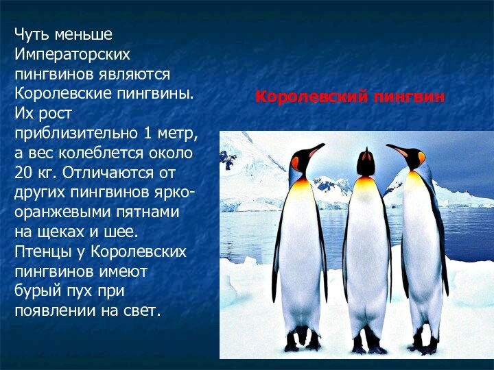 Королевский пингвин Чуть меньше Императорских пингвинов являются Королевские пингвины. Их рост приблизительно 1 метр, а
