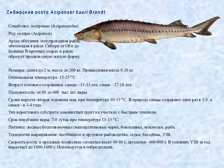 Семейство: осетровые (Acipenseridae)Род: осетры (Acipenser)Ареал обитания: полупроходная рыба, обитающая в реках Сибири от Оби до
