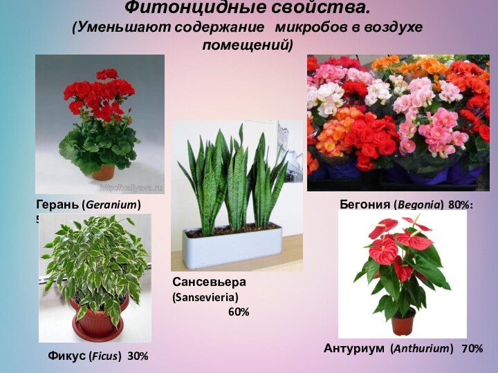 Фитонцидные свойства. (Уменьшают содержание микробов в воздухе помещений)    Бегония 80%: (Begonia)Герань (Geranium)