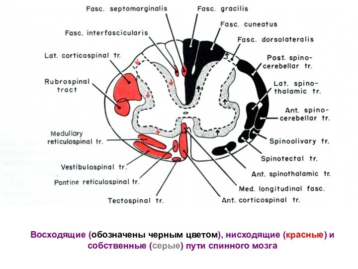 Восходящие (обозначены черным цветом), нисходящие (красные) и собственные (серые) пути спинного мозга