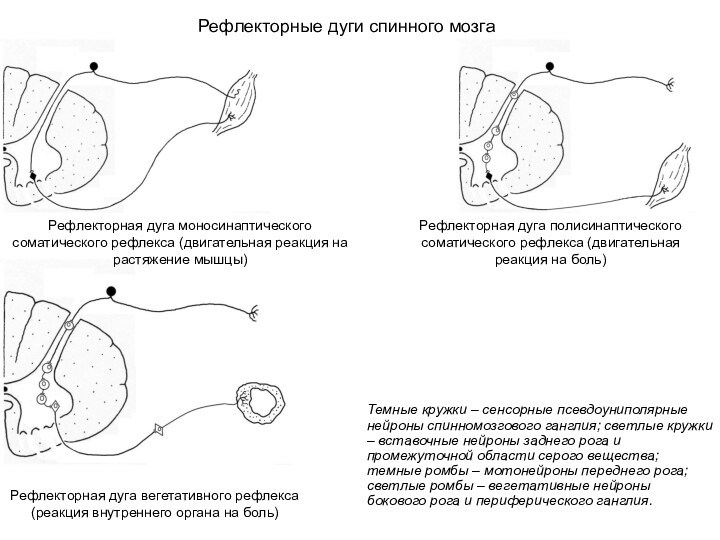 Рефлекторная дуга моносинаптического соматического рефлекса (двигательная реакция на растяжение мышцы)Рефлекторная дуга полисинаптического соматического рефлекса (двигательная