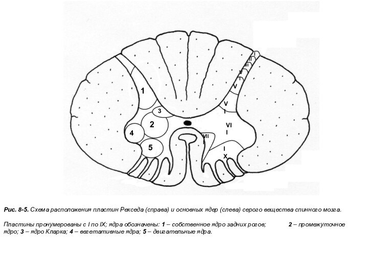 Рис. 8-5. Схема расположения пластин Рекседа (справа) и основных ядер (слева) серого вещества спинного мозга.