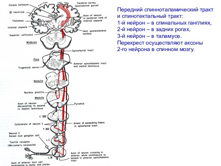 Передний спинноталамический тракт и спинотектальный тракт:1-й нейрон – в спинальных ганглиях, 2-й нейрон – в