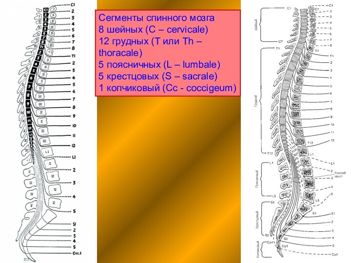 Сегменты спинного мозга8 шейных (C – cervicale)12 грудных (T или Th –thoracale)5 поясничных (L –