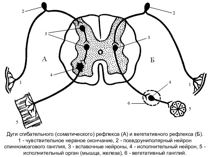 Дуги сгибательного (соматического) рефлекса (А) и вегетативного рефлекса (Б).1 - чувствительное нервное окончание, 2 -