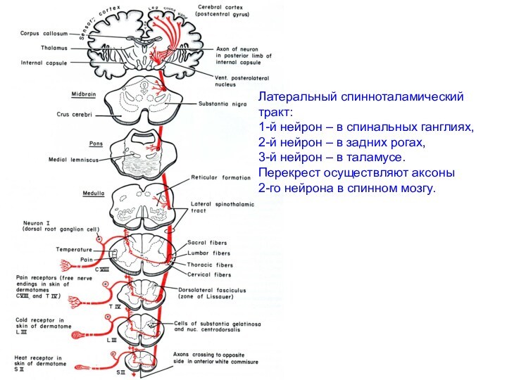 Латеральный спинноталамический тракт:1-й нейрон – в спинальных ганглиях, 2-й нейрон – в задних рогах, 3-й