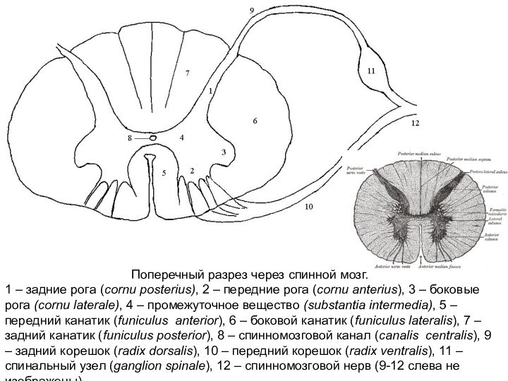 Поперечный разрез через спинной мозг.  1 – задние рога (cornu posterius), 2 – передние