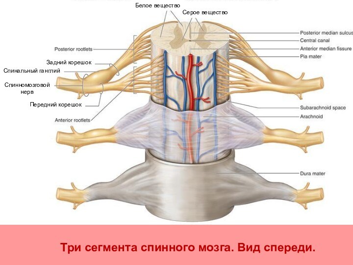 Три сегмента спинного мозга. Вид спереди.Спинномозговой нервЗадний корешокСпинальный ганглийБелое веществоПередний корешокСерое вещество