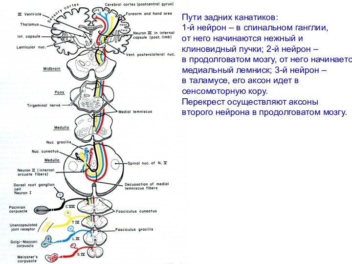 Пути задних канатиков: 1-й нейрон – в спинальном ганглии,  от него начинаются нежный и