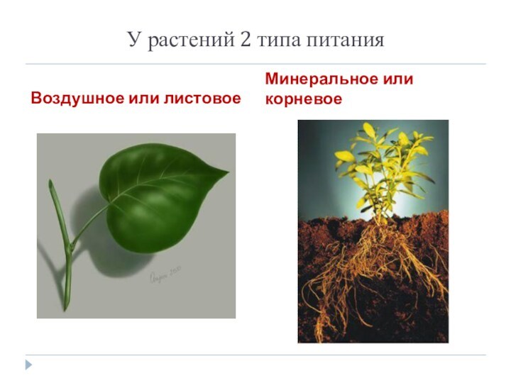 У растений 2 типа питания Воздушное или листовое Минеральное или корневое